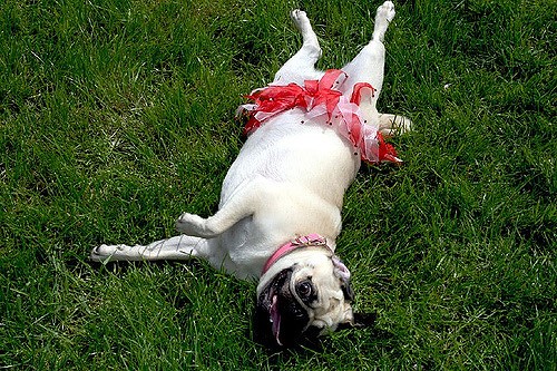 pug in a tutu