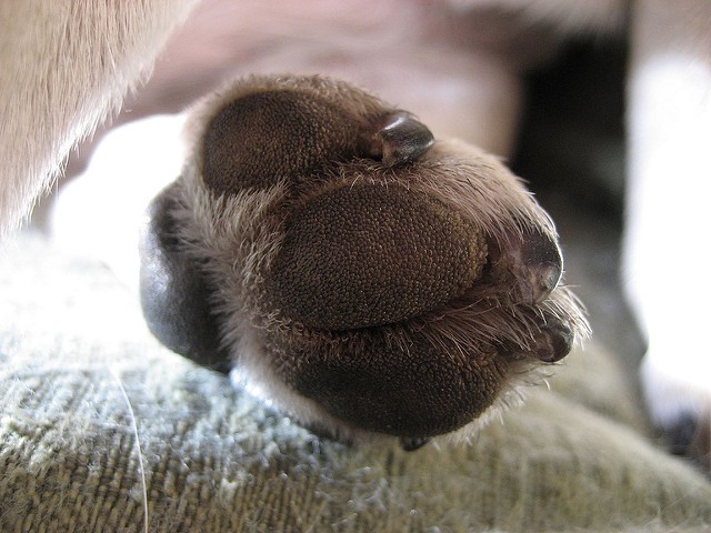 pug paw