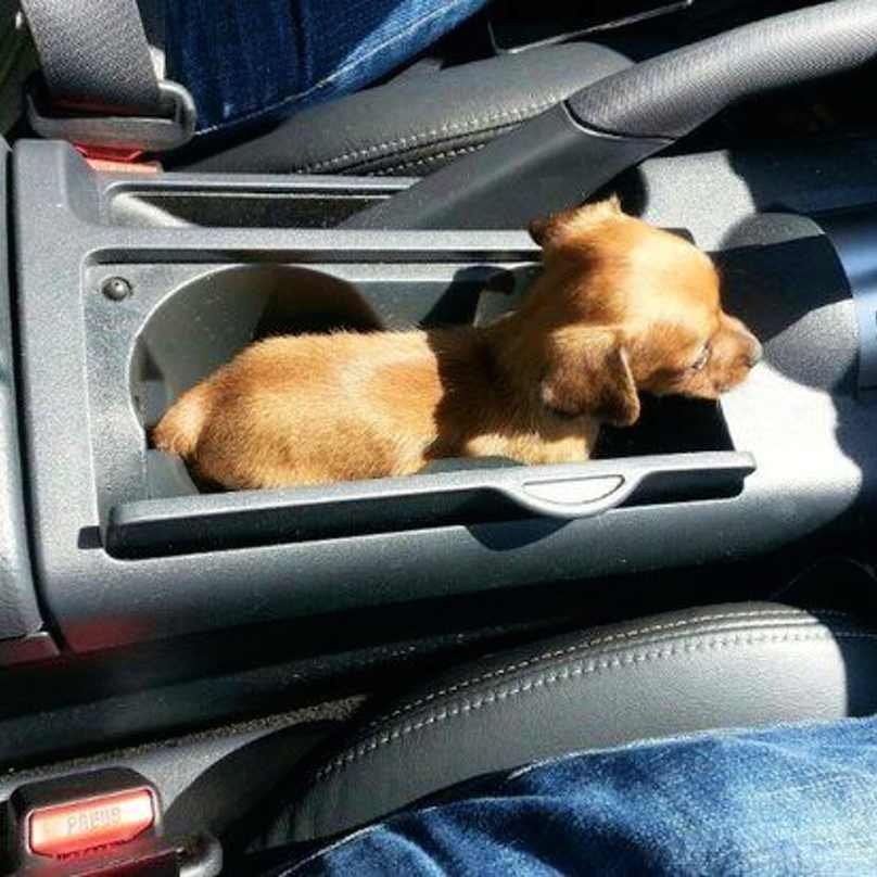 pup-holder