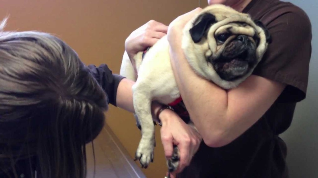 trimming a pug's nails