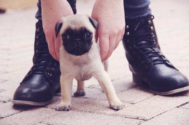 Pug puppy outside with owner