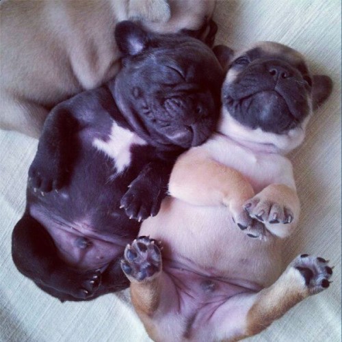adorable pug puppies