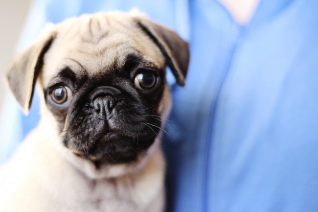 cute pug puppy