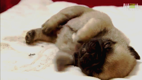 hiccuping pug puppy