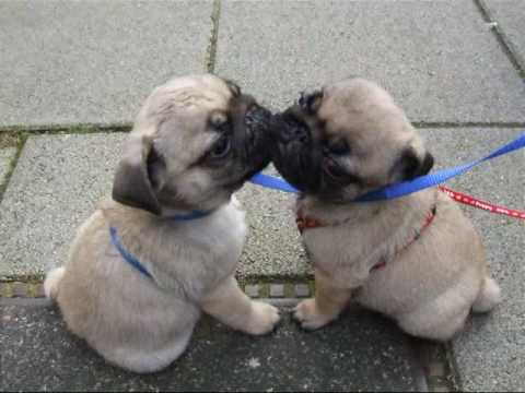 kissing pugs