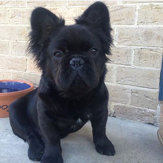 pomerfrenchie