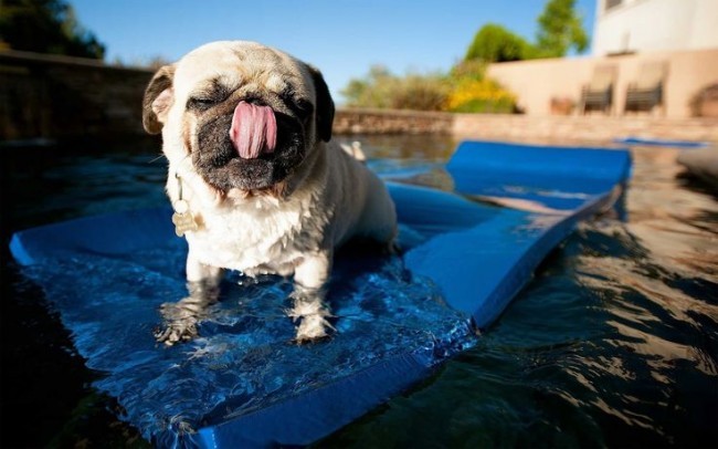 pug in the pool