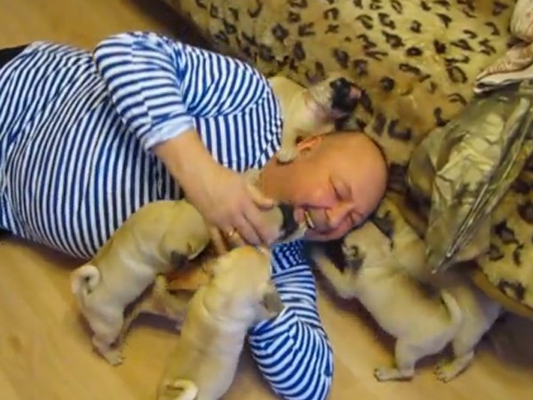pug puppies attacking owner