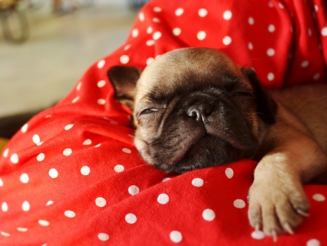 pug puppy being held