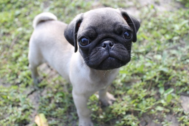 pug puppy on the grass