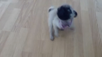 pug puppy spinning around
