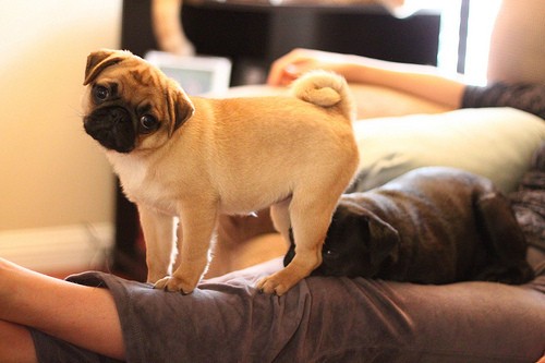 pug with head tilt