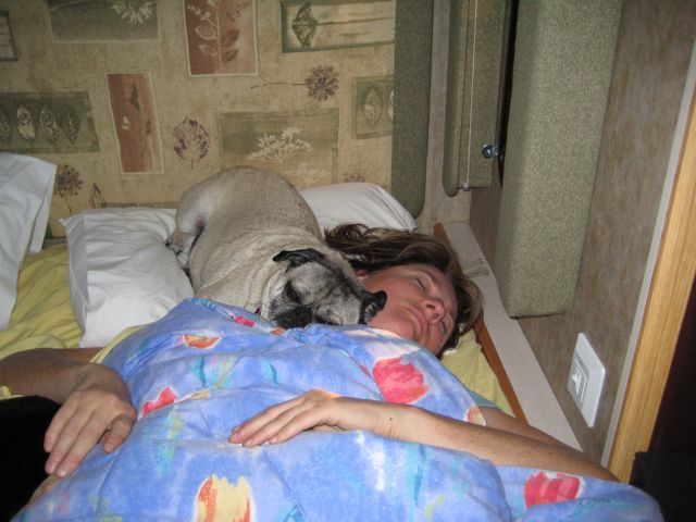 sleeping with a pug
