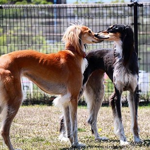 saluki