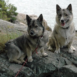 swedish vallhund