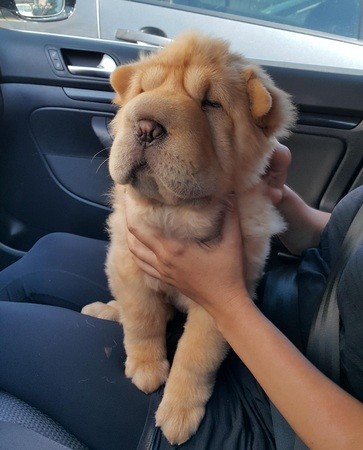 pile of floof puppy