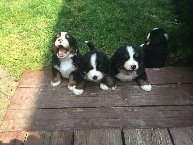 puppy party crashers