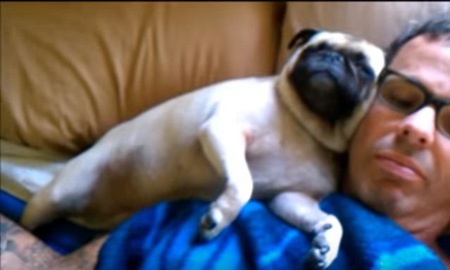 sleeping Pug and dad