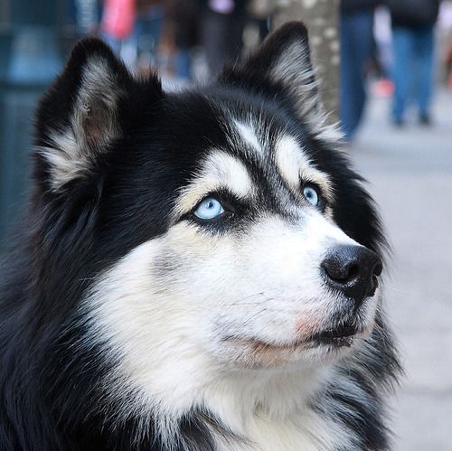 Alaskan Malamute blue eyes