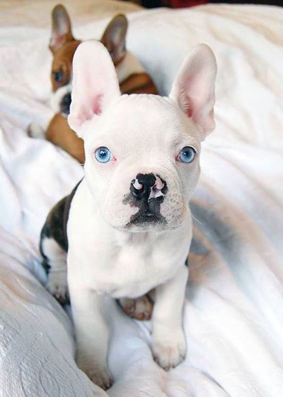 Frenchie blue eyes