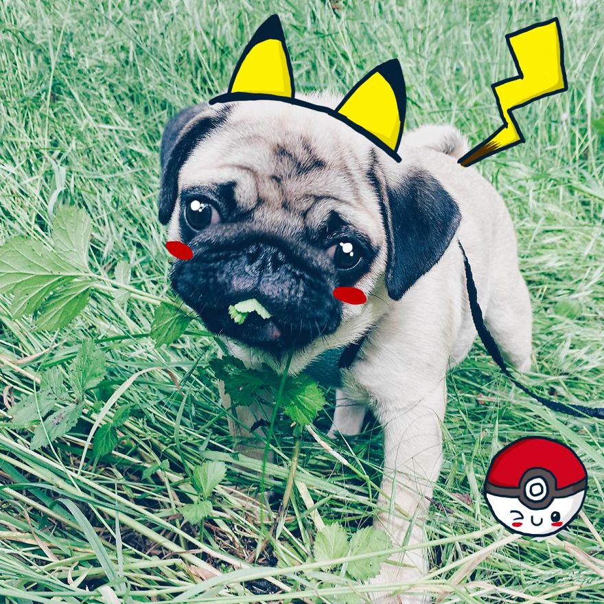 Pug Pokeman