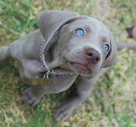 blue eyes