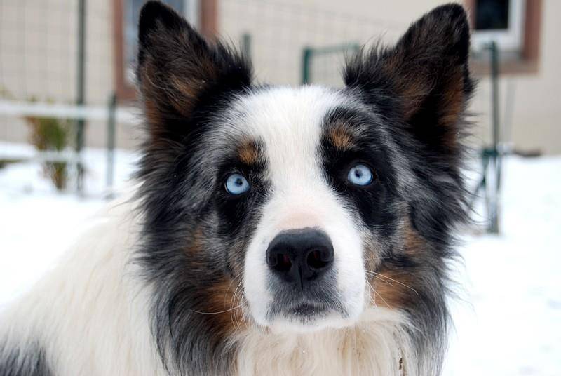 border collie blue eyees