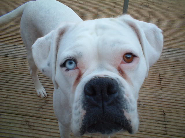boxer with blue eyes