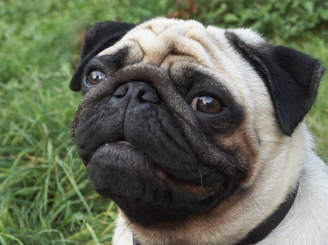 close up of Pug face