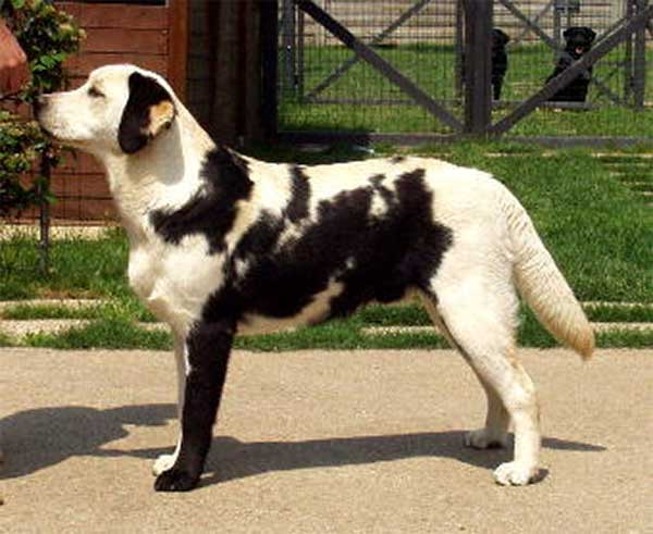 dog-coat-markings-13