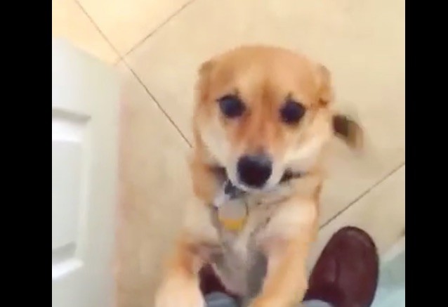 puppy happy to see owner