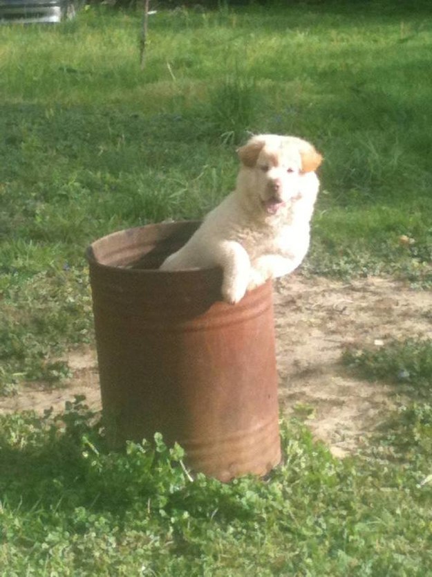 bin dog