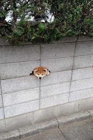 dog wall
