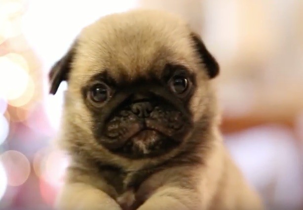 (VIDEO) Small Pug Puppy Gets Introduced to a Stuffed Animal. When You