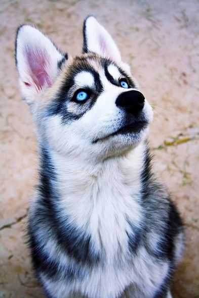 siberian husky with blue eyes