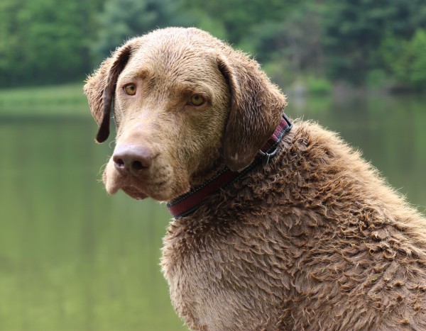 Chesapeake-Bay-Retriever-courtesy-Jessica-ODell-600x467