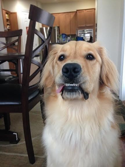 Golden Retriever who can't smile