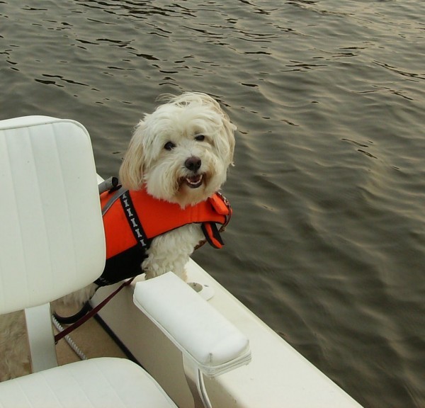 Havanese-4courtesy-Joan-Esworthy-600x576