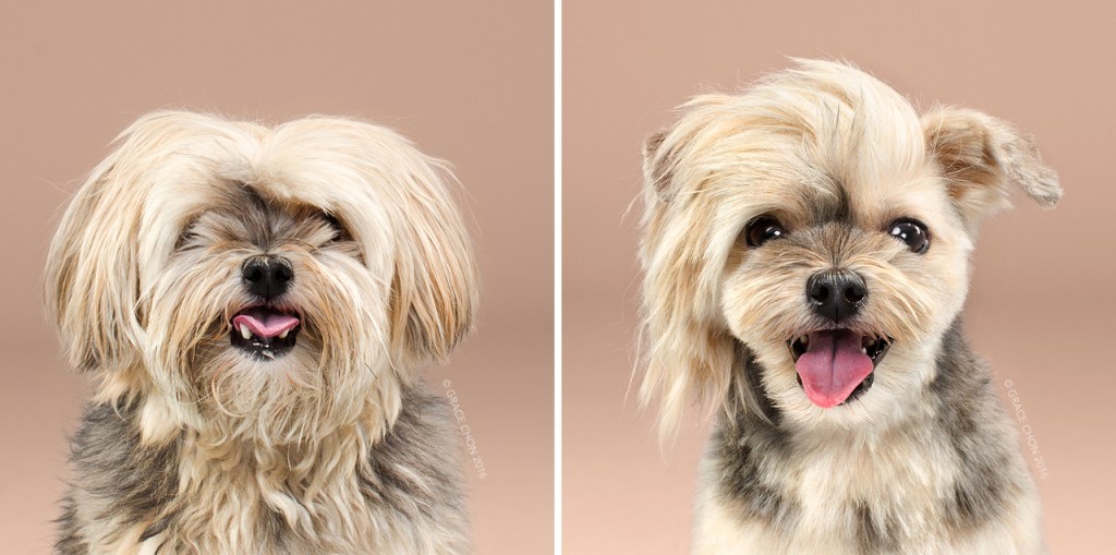 Rocco_grace_chon_HAIRY_before_after_japanese_grooming_01