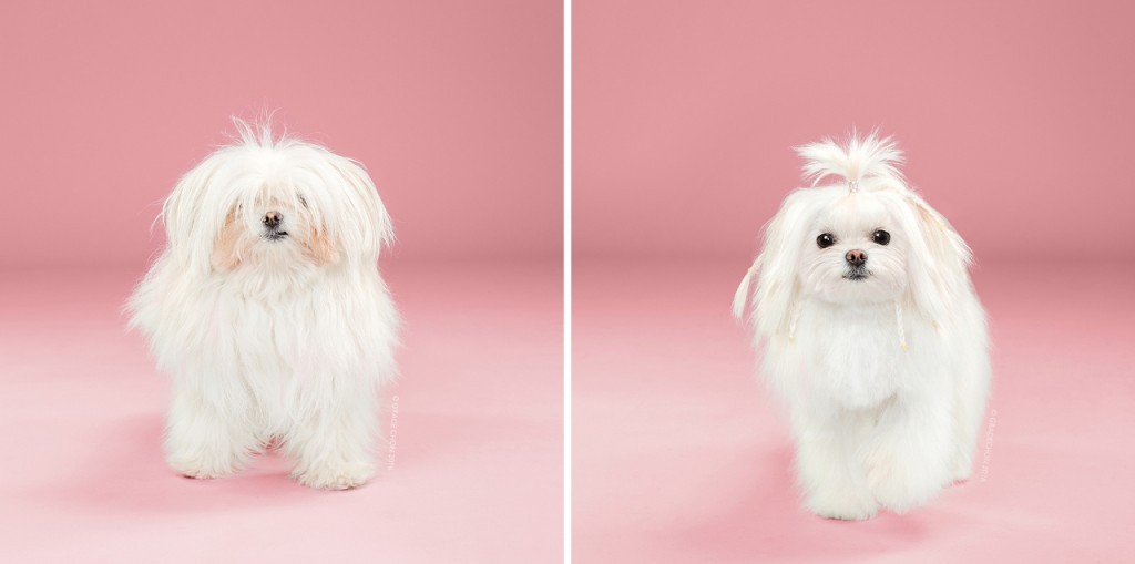 Yuki_grace_chon_HAIRY_before_after_japanese_grooming_01