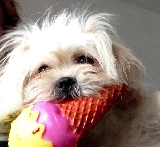 dog with ice cream