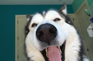 silly husky