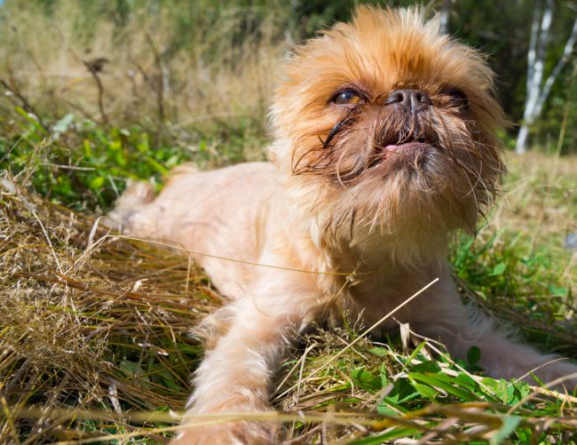 brussels-griffon