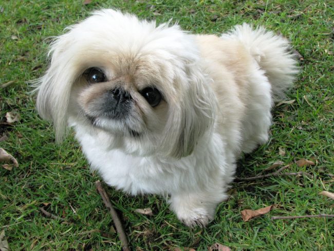 pekingese