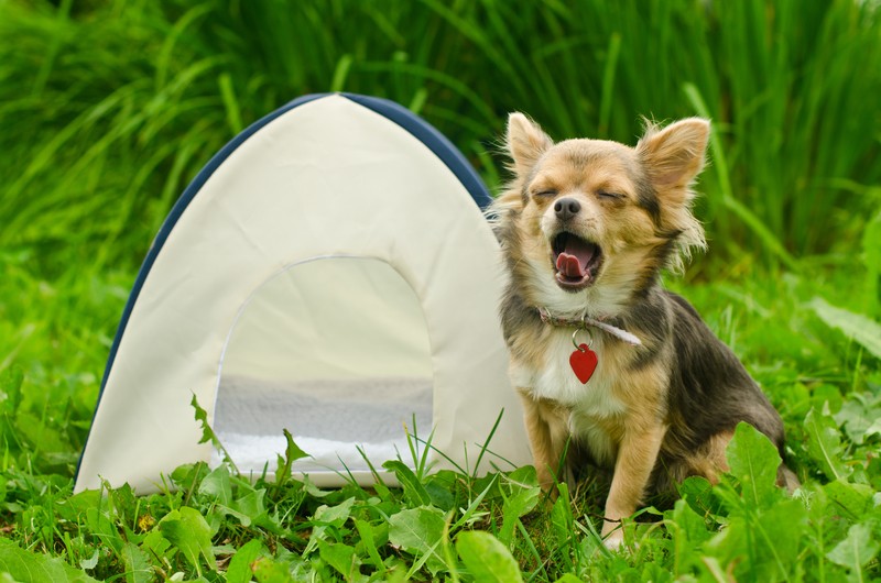 yawning-chihuahua-dog-sitting-near-camping-tent