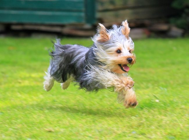 yorkshire-terrier