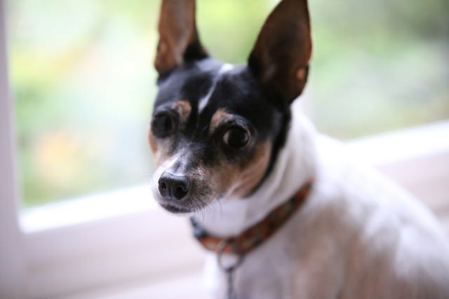 fox-terrier