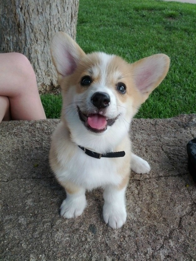 corgi