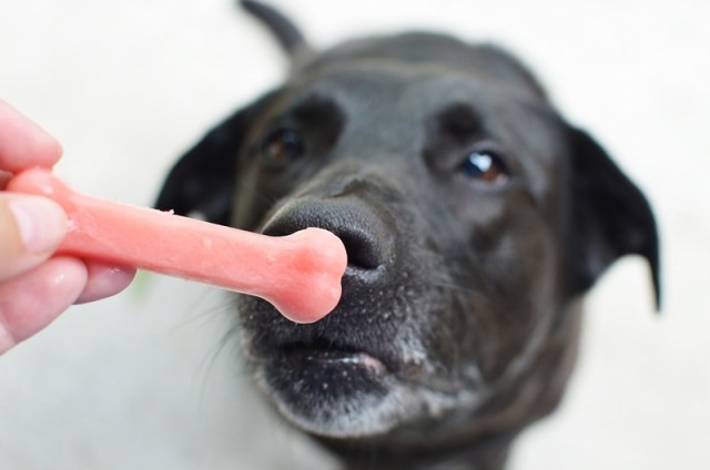watermelon popsicles for a doggie