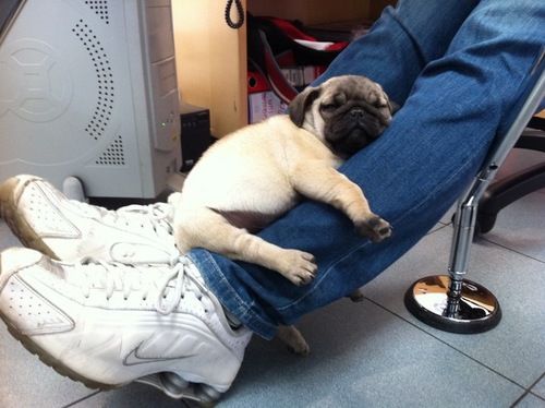 Pug cuddles